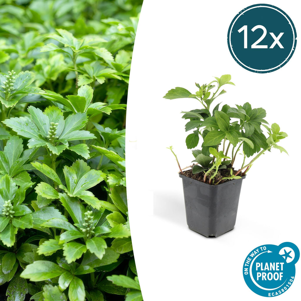 Pachysandra term. 'Green Carpet' (shade plant) – 12 plants, Ø9 cm, 10–25 cm high