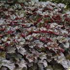 Heuchera mic. 'Palace Purple' (purperklokje) – 60 planten, Ø9 cm, 10–25 cm hoog