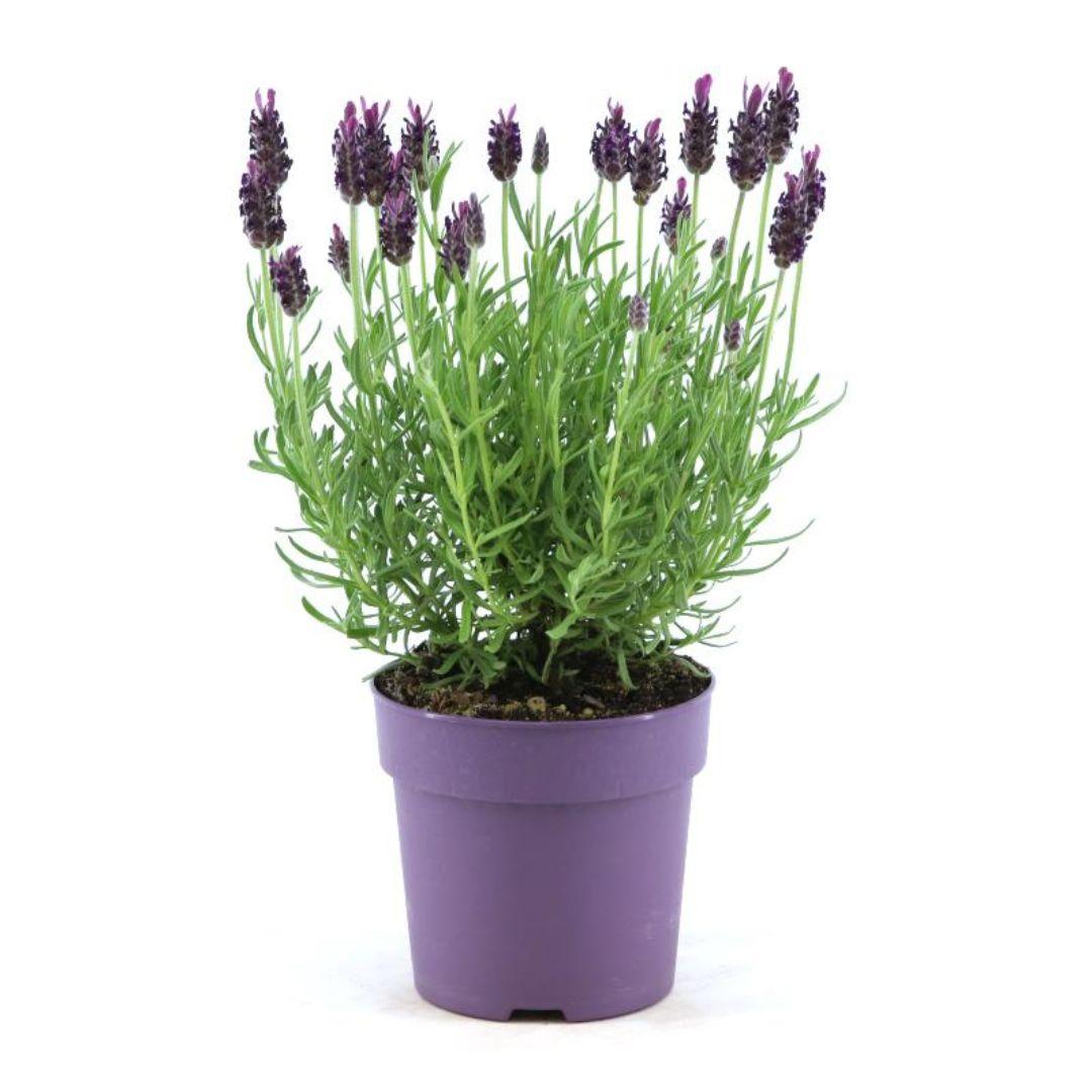 Lavandula stoechas 'Anouk' (lavender) – 6 plants, Ø12 cm, 25 cm high – French lavender – photo 3