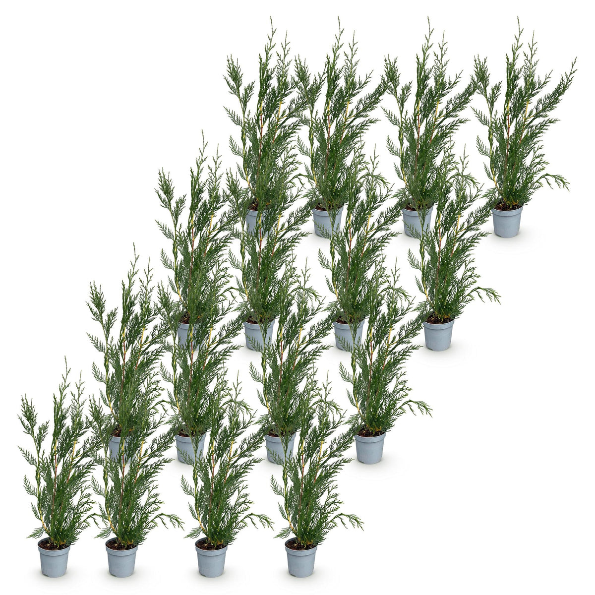 Cupressocyparis leylandii – 16 planten, Ø9 cm, 30–40 cm hoog – foto 2