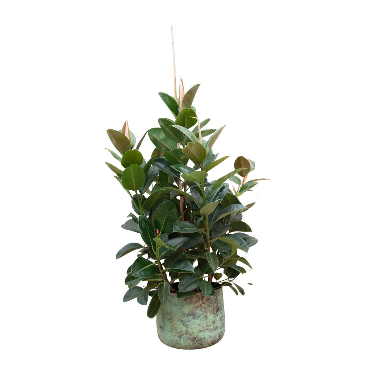 Ficus Robusta verzweigt – Ø 38 cm, 150 cm hoch