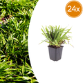 Luzula sylvatica (Waldgräser) – 24 Pflanzen, Ø9 cm, 10–25 cm hoch