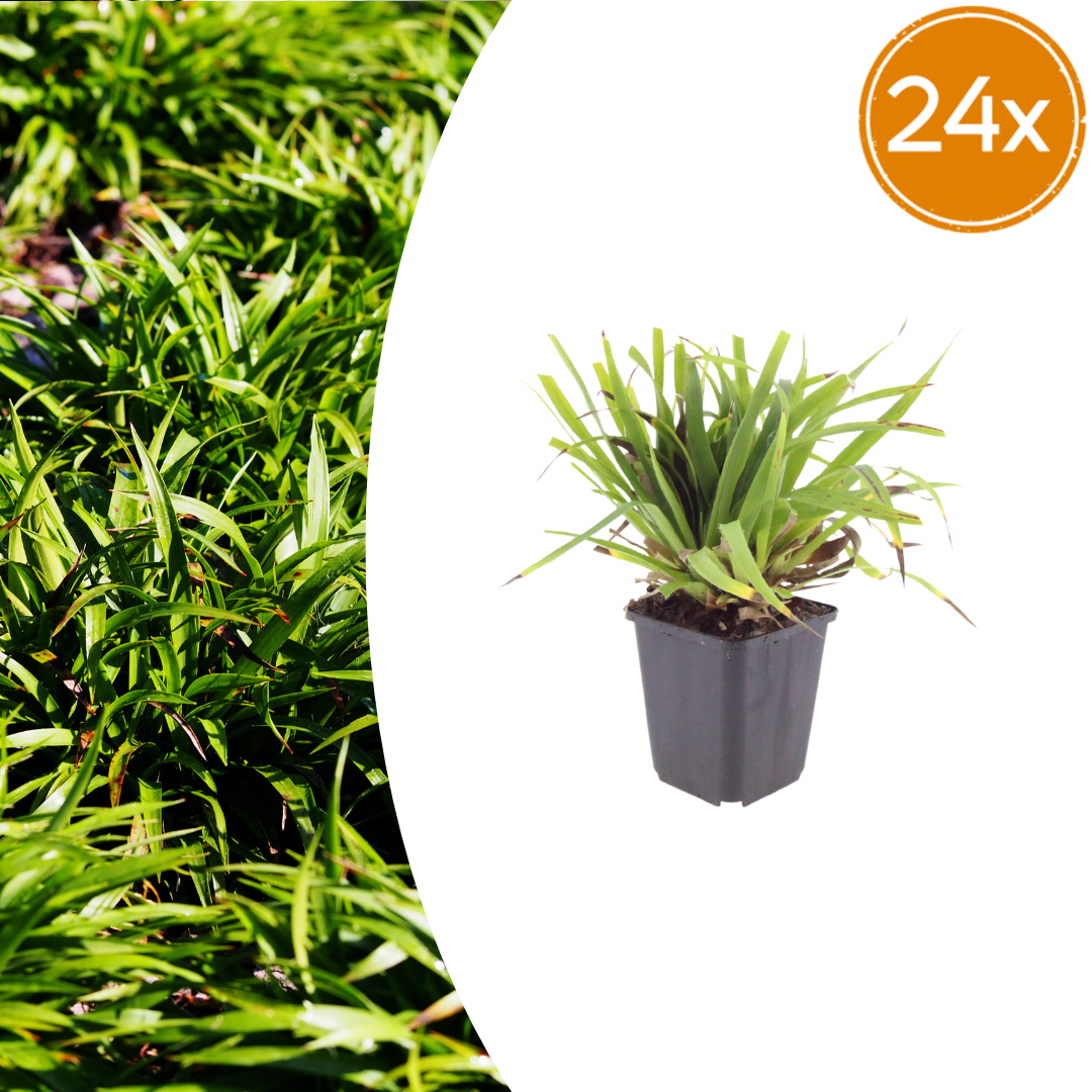 Luzula sylvatica (Waldgräser) – 24 Pflanzen, Ø9 cm, 10–25 cm hoch