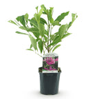 Magnolie 'Susan' (dunkelrosa Blüten) – Ø 17 cm, 45 cm hoch