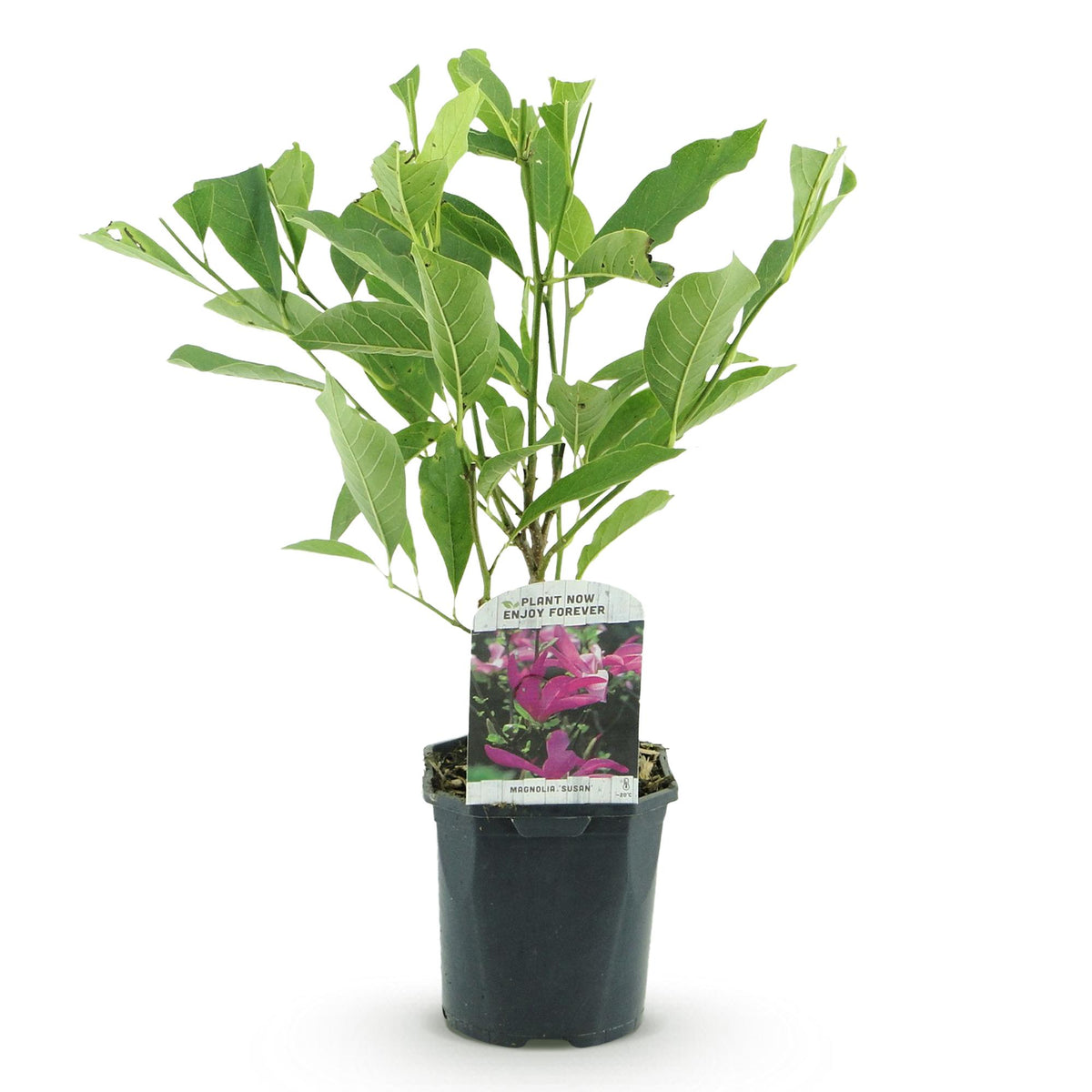 Magnolie 'Susan' (dunkelrosa Blüten) – Ø 17 cm, 45 cm hoch – Bild 2