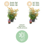 Nandina 'Gulfstream' (Himmlisches Bambus) – orange – Ø 17 cm, 45 cm hoch