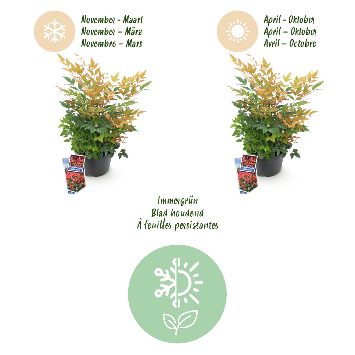 Nandina 'Gulfstream' (Himmlisches Bambus) – orange – Ø 17 cm, 45 cm hoch – Bild 9