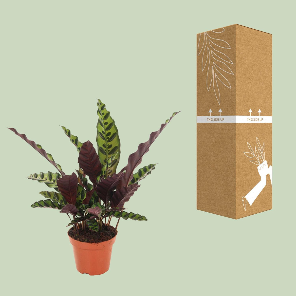 Calathea Insignis – Ø 12 cm, 30 cm hoch
