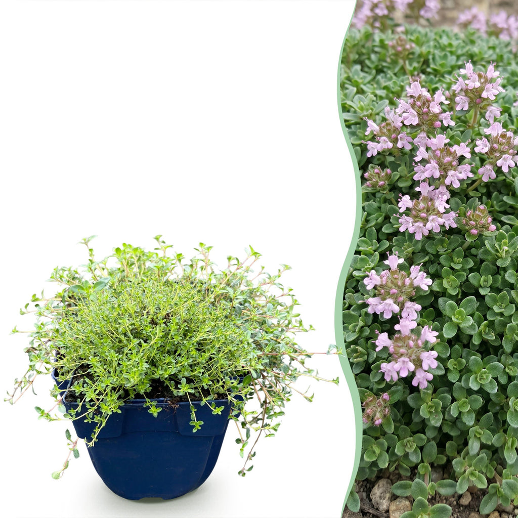Thymus praecox minor (thym rampant) – rose – 6 plantes, Ø11 cm, 15–25 cm de haut