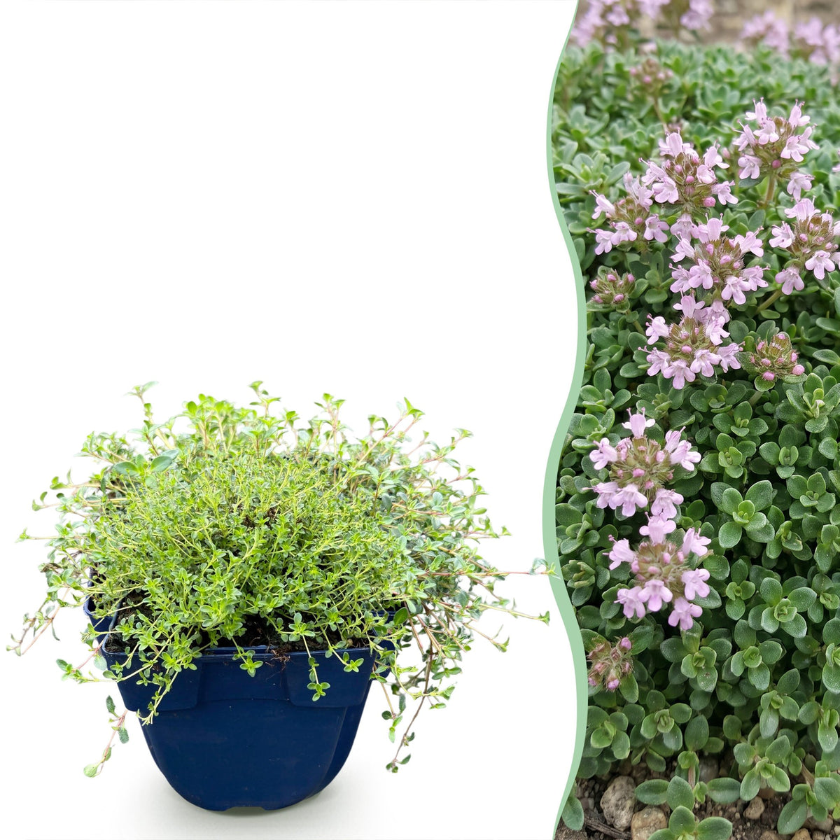 Thymus praecox minor (kruiptijm) – roze – 6 planten, Ø11 cm, 15–25 cm hoog