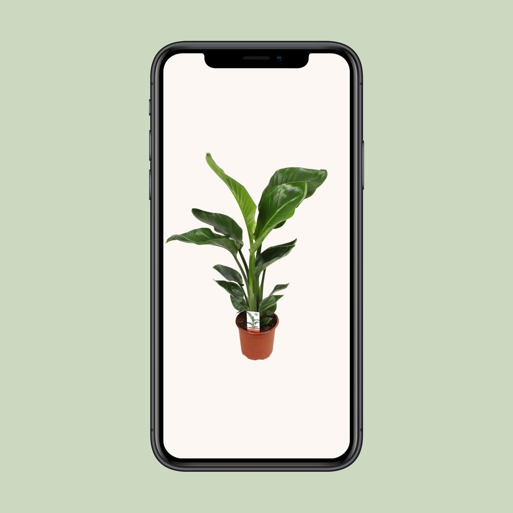 Strelitzia nicolai (weiße Paradiesvogelblume) – Ø17 cm, 70 cm hoch