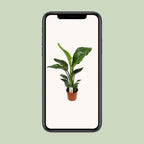 Strelitzia nicolai (weiße Paradiesvogelblume) – Ø17 cm, 70 cm hoch