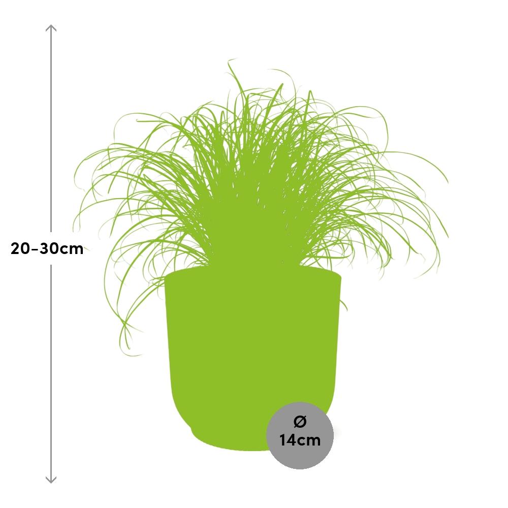 Cyperus alternifolius Zumula i ELHO Vibes Fold 14 cm pink (cyperusgræs) – 28 cm høj – billede 3