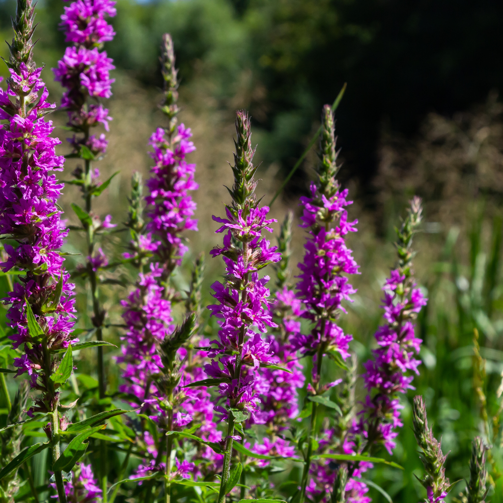 Lythrum salicaria (Blutweiderich) – 12 Pflanzen, Ø9 cm, 10–25 cm hoch – Bild 7