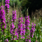 Lythrum salicaria (Blutweiderich) – 12 Pflanzen, Ø9 cm, 10–25 cm hoch