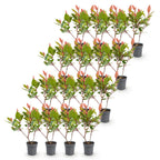 Photinia fraseri 'Little Red Robin' (photinia) – rouge – 16 plants, Ø9 cm, 25–35 cm de haut