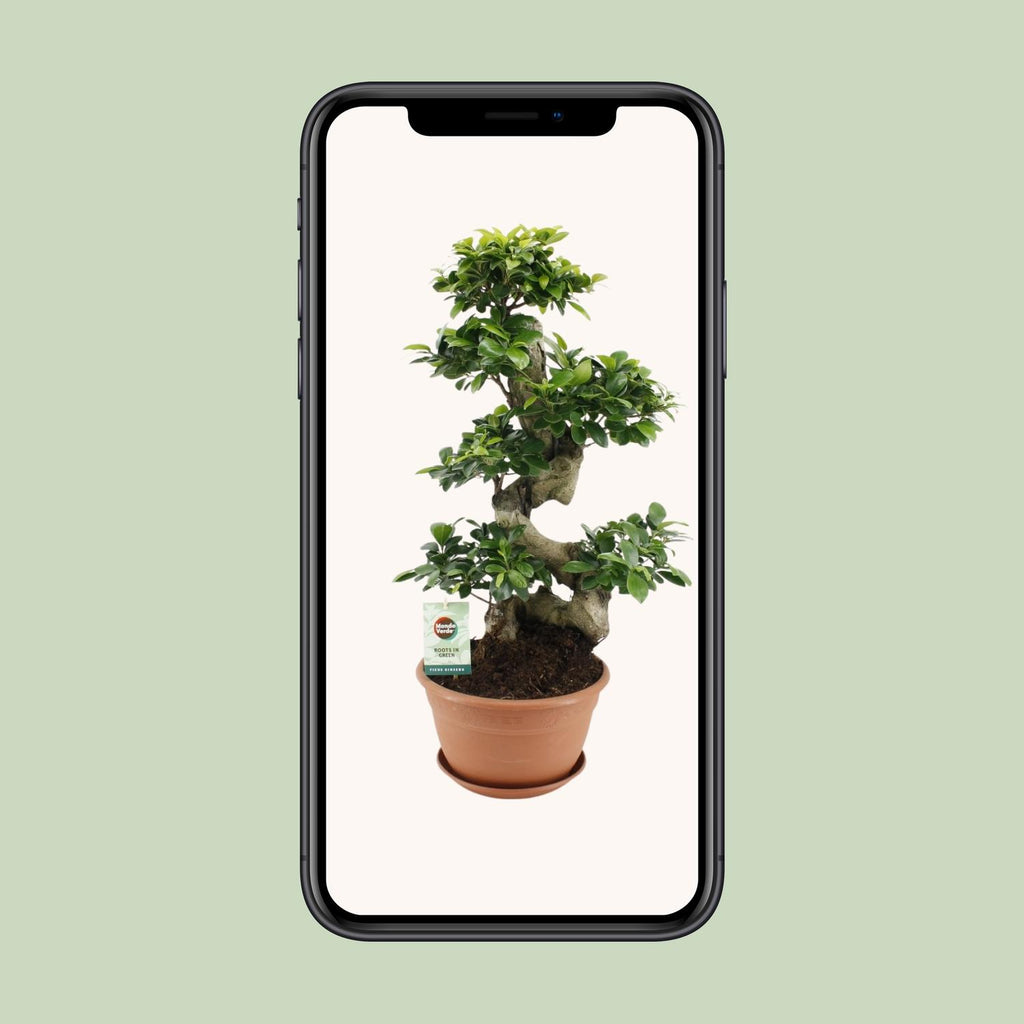 Ficus Ginseng – Ø27 cm, 70 cm hoog