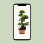 Ficus Ginseng – Ø27 cm, 70 cm hoog