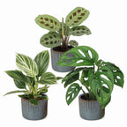3× overraskelsesæske med stueplanter inkl. Linnea Misty Blue – Ø6 cm, 5–15 cm høj