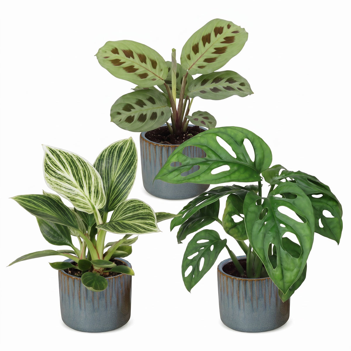 3× overraskelsesæske med stueplanter inkl. Linnea Misty Blue – Ø6 cm, 5–15 cm høj – billede 2