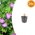 Geranium sanguineum (géranium sanguin) – 24 plants, Ø9 cm, 10–25 cm de haut