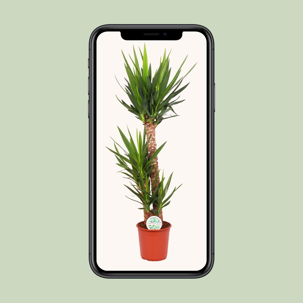 Yucca elephantipes – Ø 24 cm, 125 cm hoch