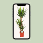 Yucca elephantipes – Ø 24 cm, 125 cm hoch