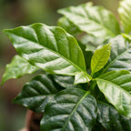 2× Coffea arabica (Kaffeepflanze) – Ø 12 cm, 25 cm hoch