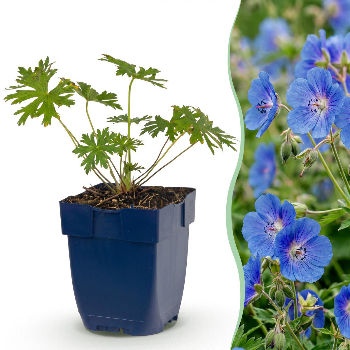 Geranium 'Johnson’s Blue' (Storchschnabel) – blau – 24 Pflanzen, Ø11 cm, 15–25 cm hoch – Bild 2