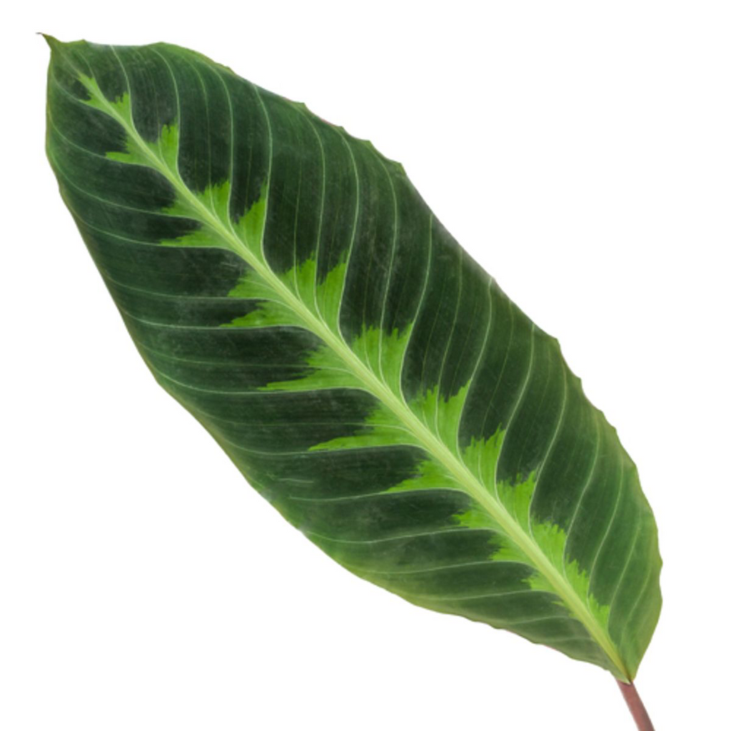 Calathea warscewiczii – Ø24 cm, 90 cm high – photo 2