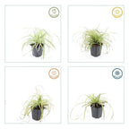 Carex oshim. 'Evergold' (sedge) – 24 plants, Ø9 cm, 10–25 cm high