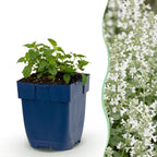 Nepeta faassenii 'Snowflake' (menthe pour chat) – blanc – 6 plantes, Ø11 cm, 15–25 cm de haut