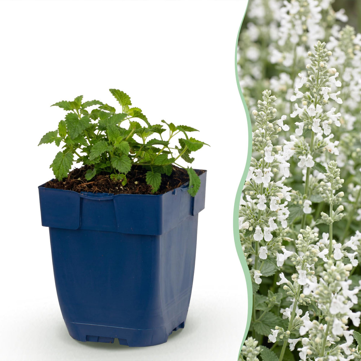 Nepeta faassenii 'Snowflake' (menthe pour chat) – blanc – 6 plantes, Ø11 cm, 15–25 cm de haut
