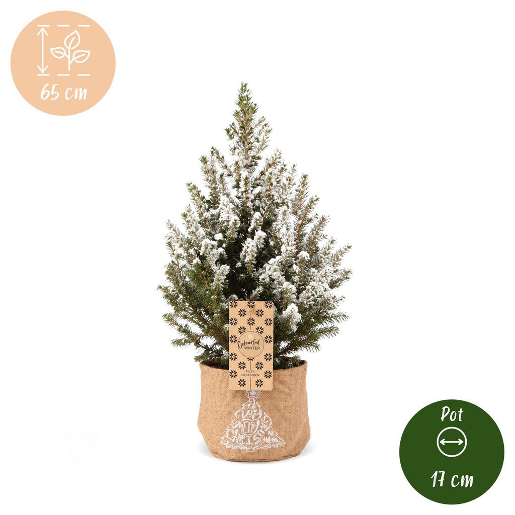 4× Picea glauca Conica (julegran) i jut sæk – Ø17 cm, 65 cm høj – hvid