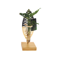 Plantenmix – Ø7 cm, 10 cm hoog