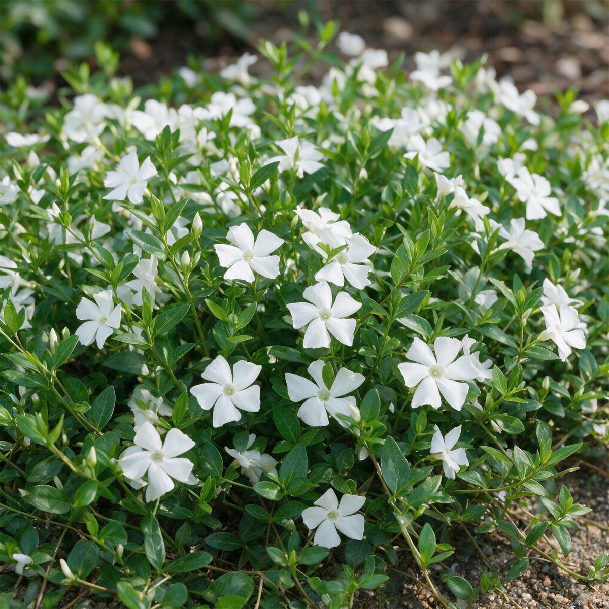 Vinca minor alba (pervenche) – blanc – 6 plantes, Ø11 cm, 15–25 cm de haut – photo 5