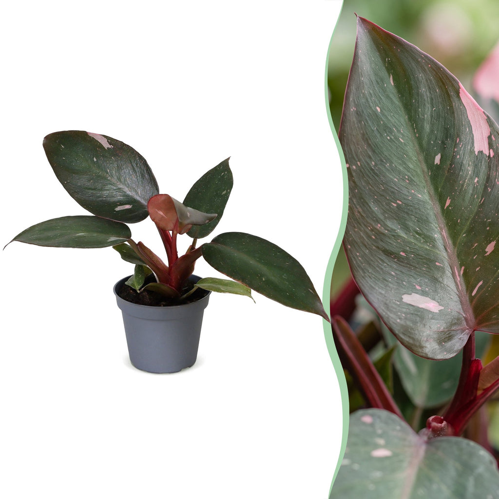 Philodendron Pink Princess – Ø6 cm, 12 cm de haut