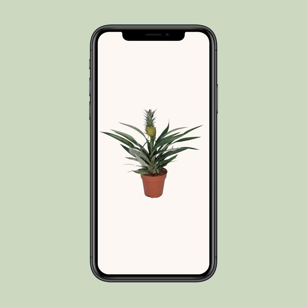 Bromelia Ananas (ananasplante) – Ø12 cm, 30 cm høj