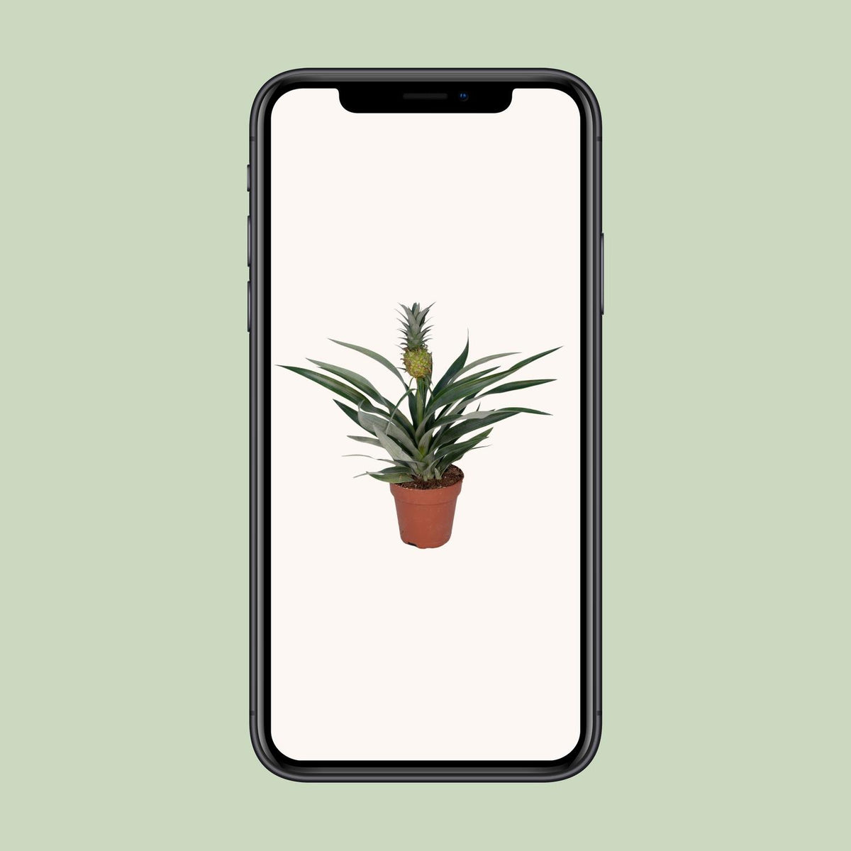 Bromelia Ananas (Ananaspflanze) – Ø 12 cm, 30 cm hoch