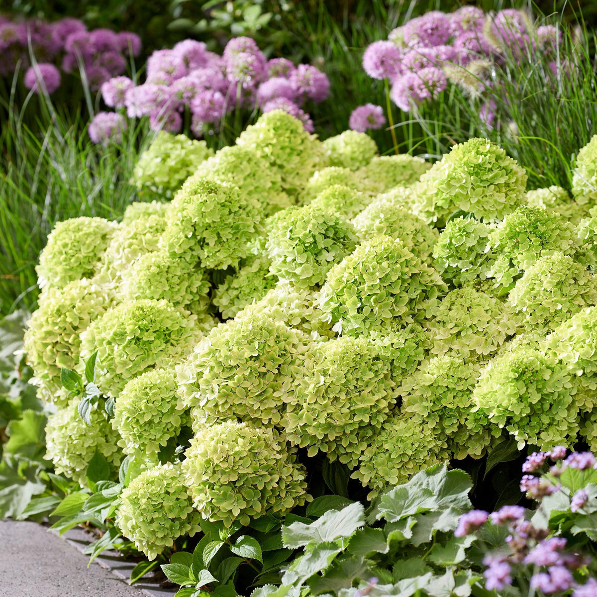 Hydrangea panniculata 'Groundbreaker Greeny' (pluimhortensia) – crème – 2 planten, Ø14 cm, 20–25 cm hoog