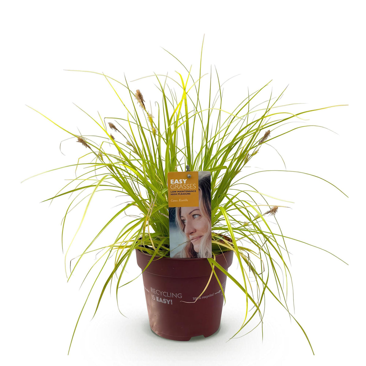 Carex oshimensis 'Everillo' (zegge) – geel – Ø17 cm, 50 cm hoog