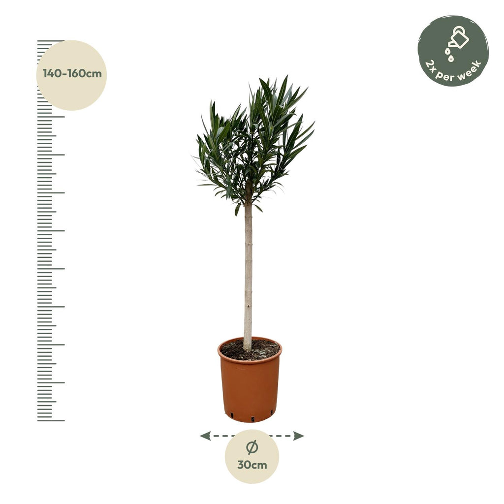 Nerium 'Oleander' standard – Ø30 cm, 170 cm high – white – photo 2