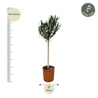 Nerium 'Oleander' standard – Ø30 cm, 170 cm high – white