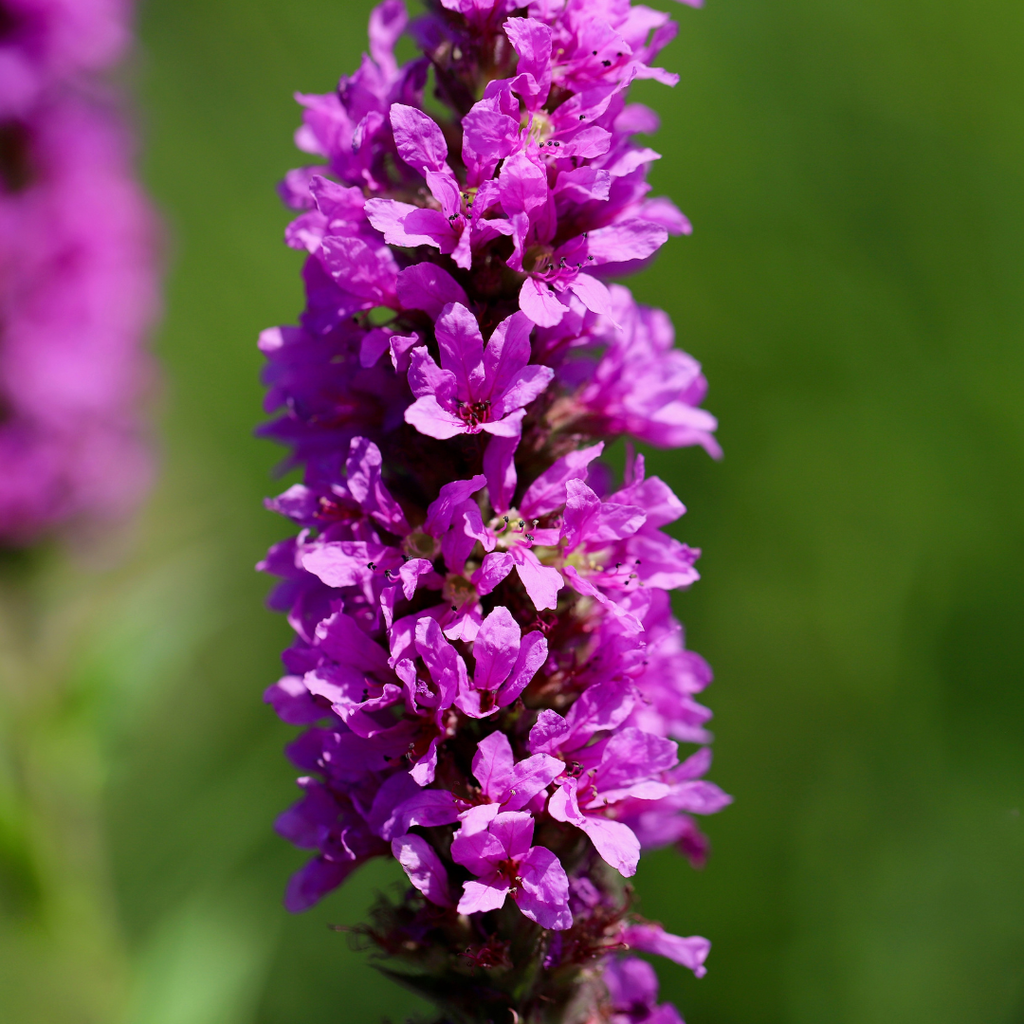 Lythrum salicaria (Blutweiderich) – 12 Pflanzen, Ø9 cm, 10–25 cm hoch – Bild 8