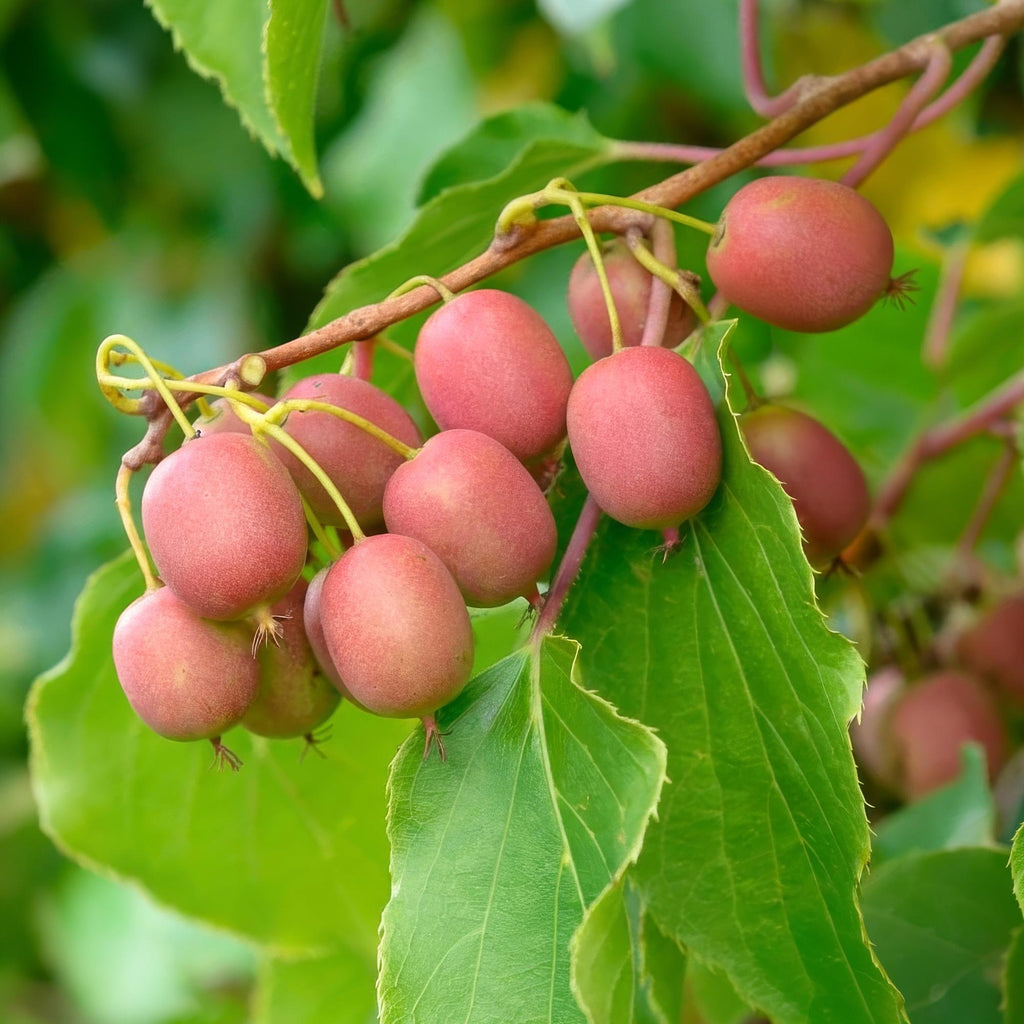 Actinidia arguta 'Weiki' (kiwiplant) – Ø15 cm, 50 cm hoog