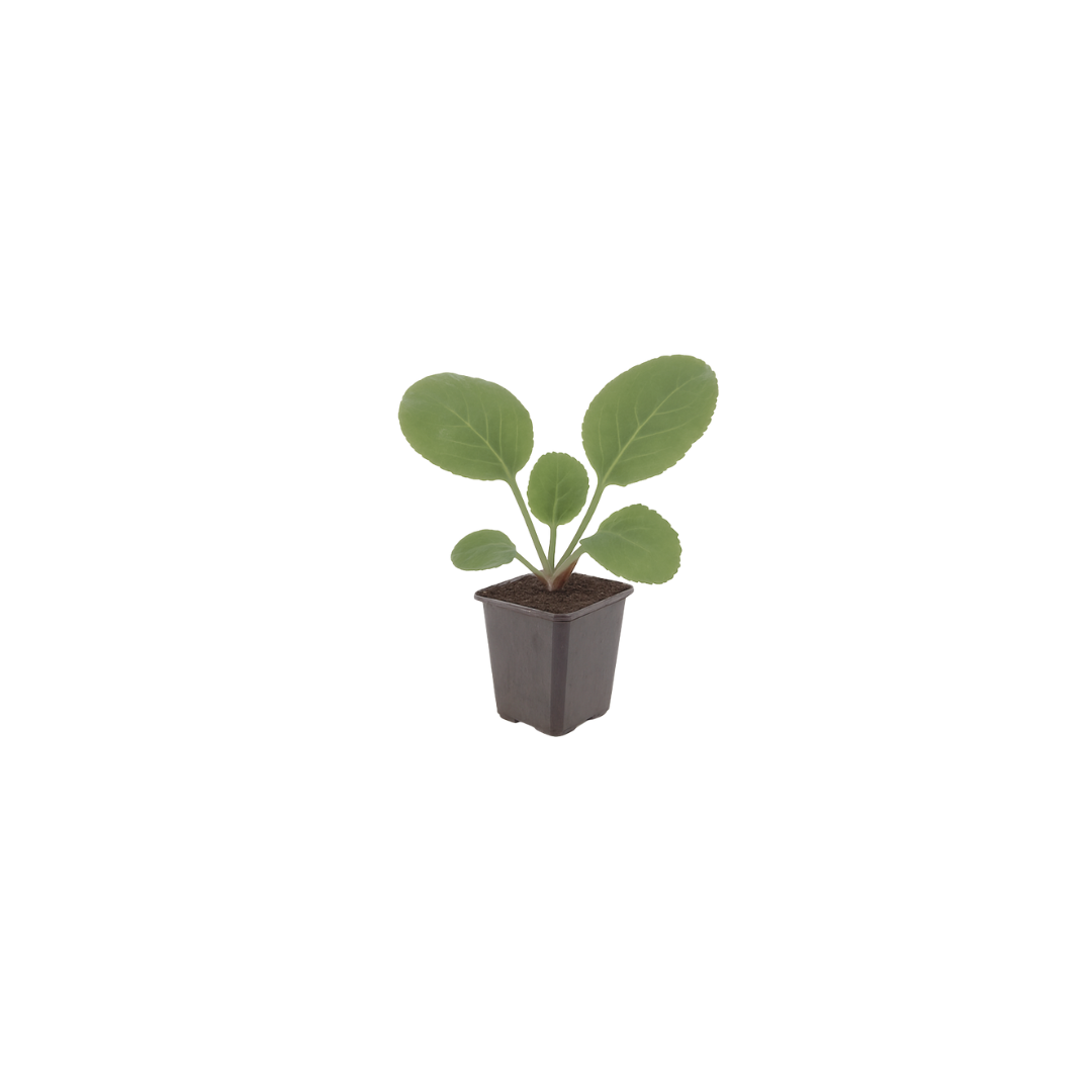 Bergenia cordifolia (schoenlappersplant) – 6 planten, Ø9 cm, 10–25 cm hoog
