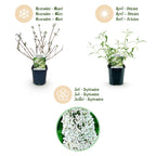 Buddleja davidii 'White Profusion' (Schmetterlingsflieder) – weiß – 3 Pflanzen, Ø 17 cm, 45 cm hoch