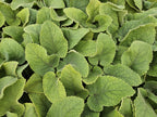 Phlomis russeliana (russisk solhat) – 6 planter, Ø9 cm, 10–25 cm høje