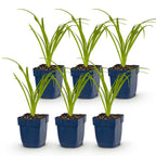 Hemerocallis 'Tricolour' (lis des Indes) – crème-jaune-rouge – 6 plants, Ø11 cm, 15–25 cm de haut