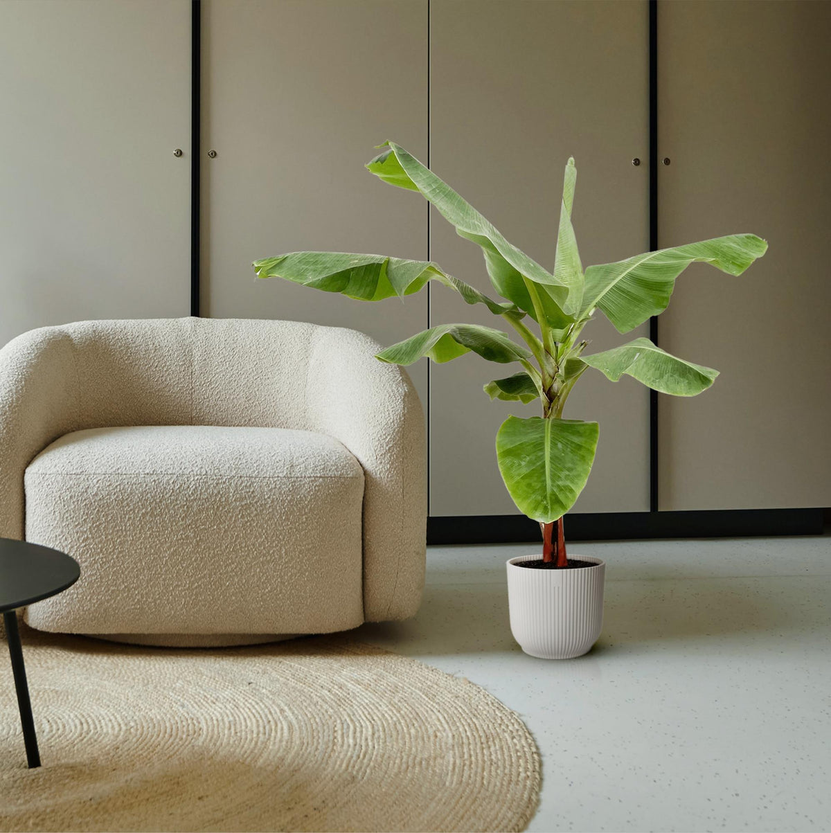 Musa (Bananenpflanze) – Ø 34 cm, 200 cm hoch